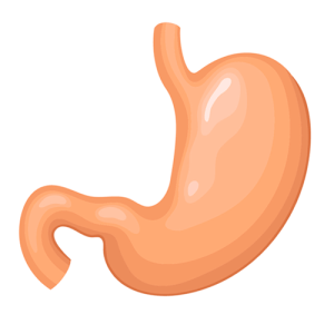 \"stomach---body-parts---english-for-kids---lingokids\"